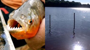 Ataque-de-piranhas-tira-a-vida-de-criança-de-2-anos